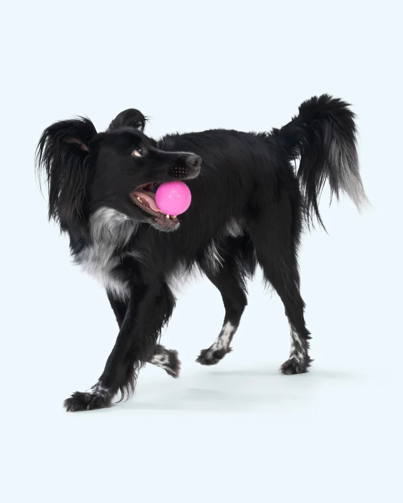 Boundr™ Squishy Dog Ball (2-Pack) - Image 3