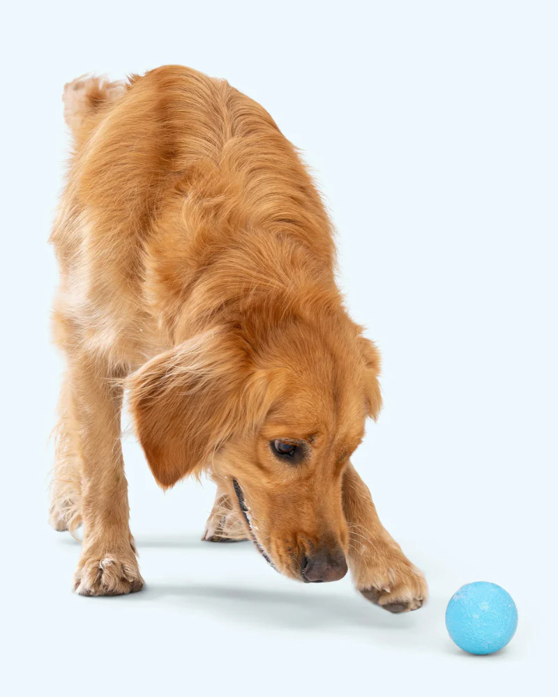Boundr™ Squishy Dog Ball (2-Pack) - Image 6