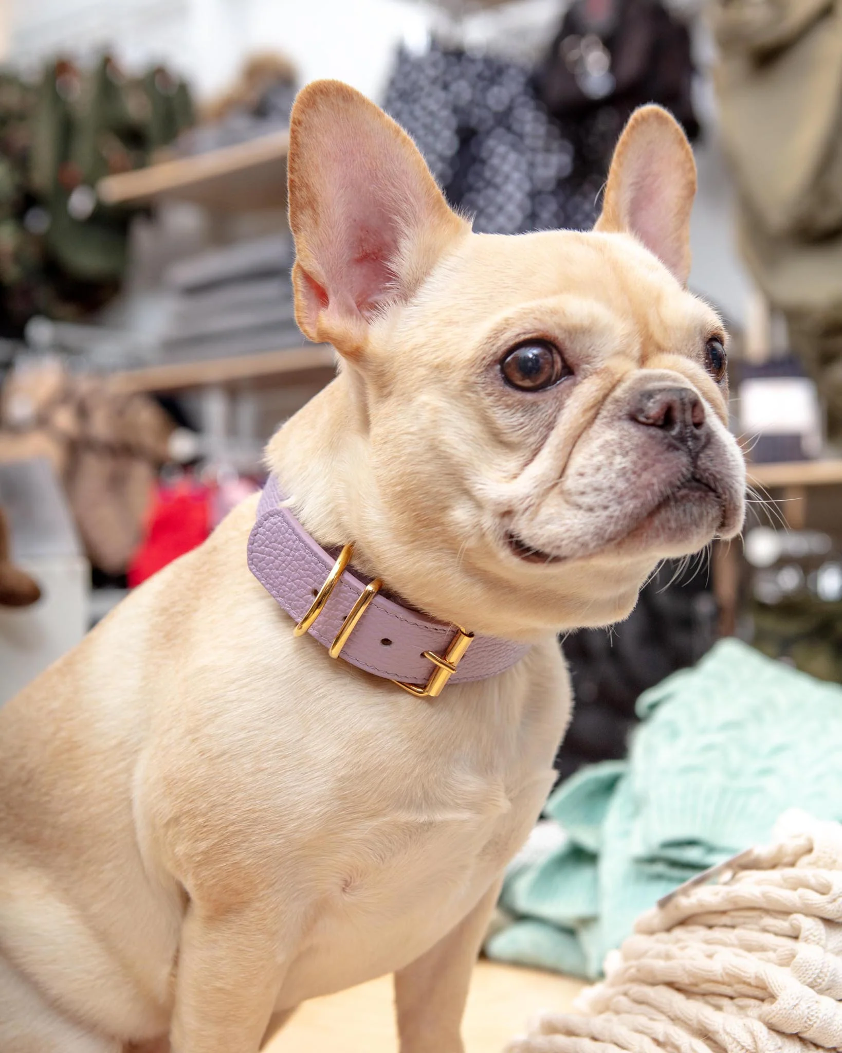 Juno Dog Collar in Lavender Cowhide Leather (Wide) (Made in Italy) (FINAL SALE)