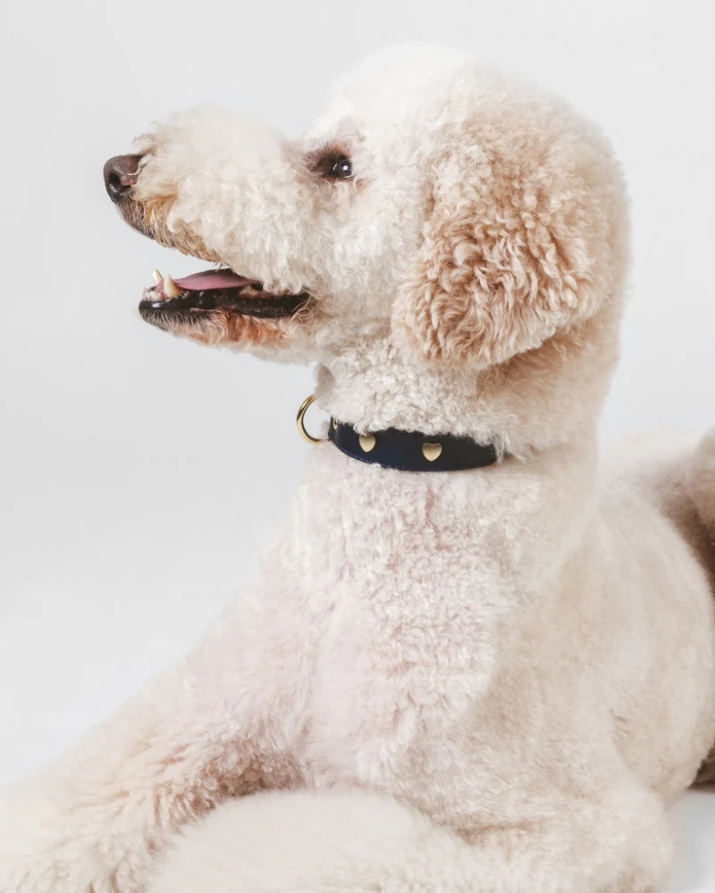 Lily Black Leather Dog Collar with Brass Hearts (Made in Italy) (FINAL SALE) - Image 4