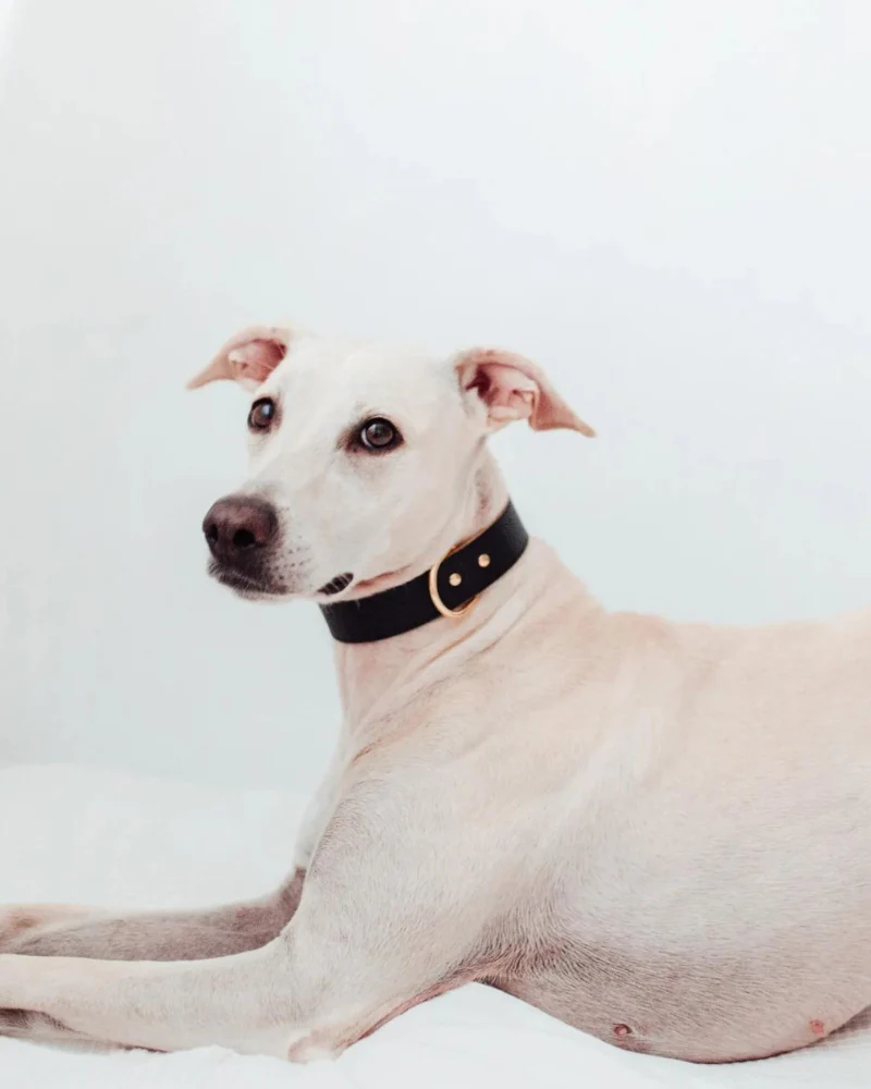 Moni Dog Collar in Black Leather (Made in Italy) (Wide) - Image 3