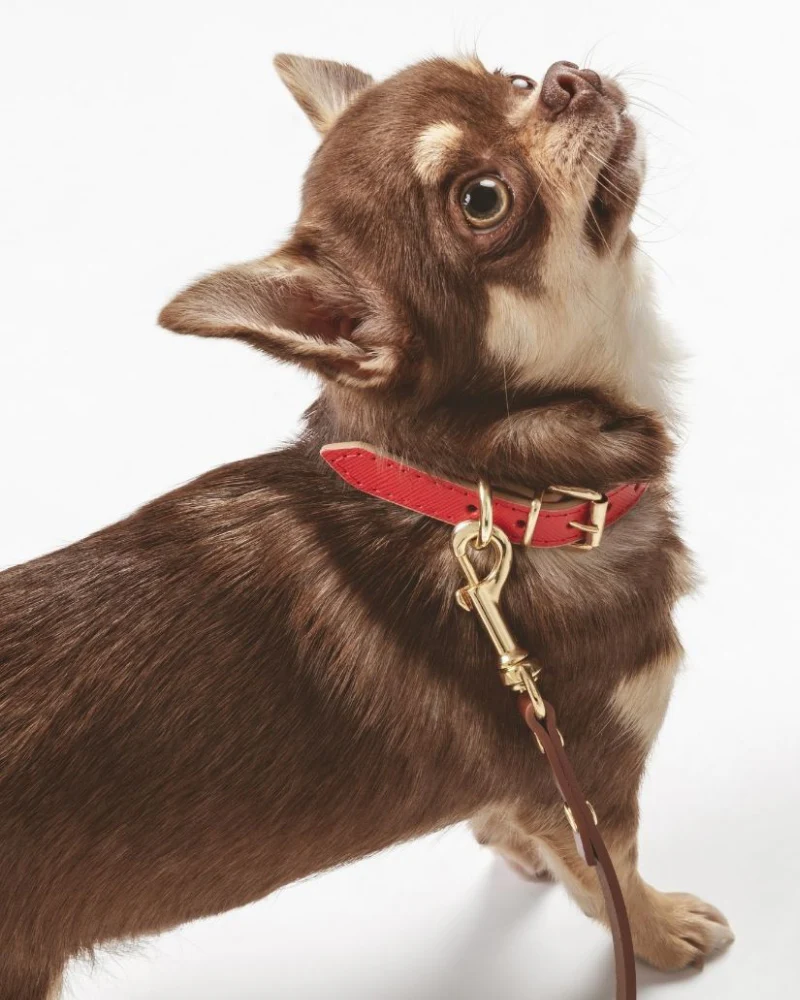 Small Dog Collar in Red Leather (Made in Italy) (FINAL SALE) - Image 3