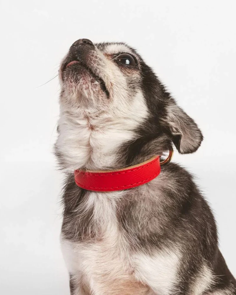 Small Dog Collar in Red Leather (Made in Italy) (FINAL SALE) - Image 5