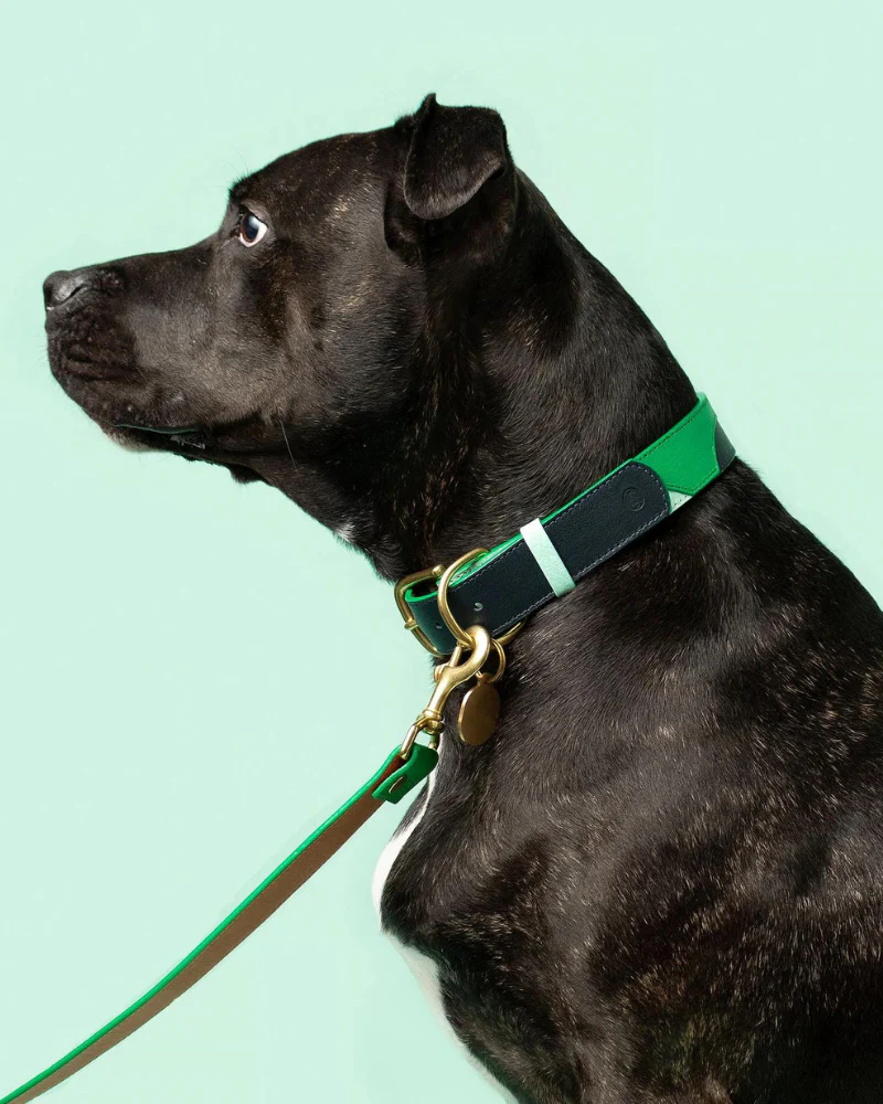 Brave Leather Dog Collar (Made in Guatemala) - Image 5