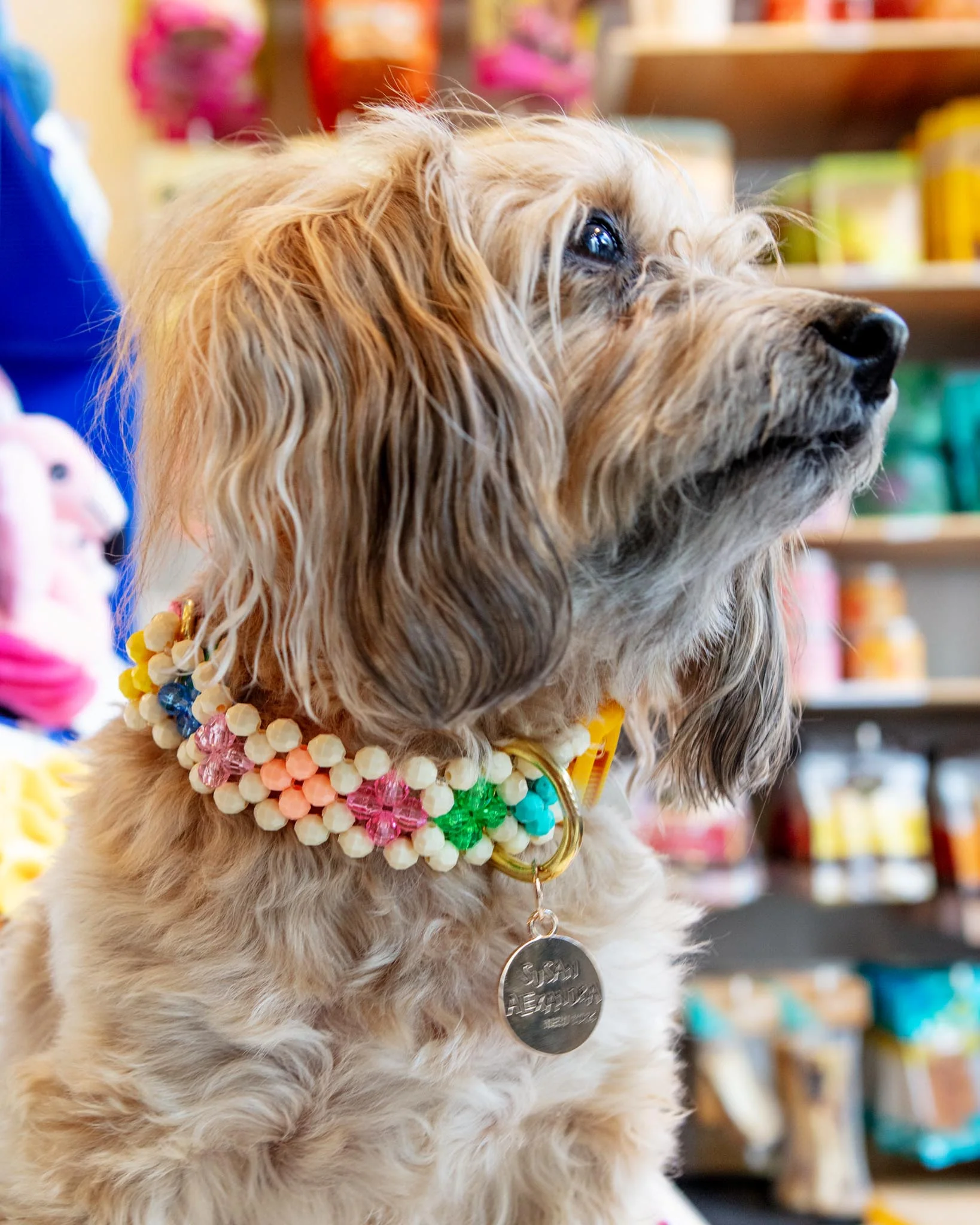 Broadway Beaded Dog Collar in Matinee (Made in the USA) - Image 2
