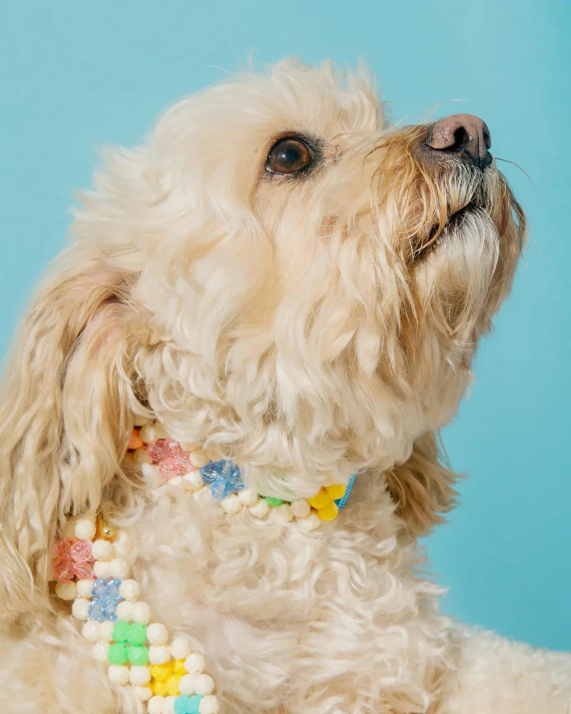 Broadway Beaded Dog Collar in Matinee (Made in the USA) - Image 5