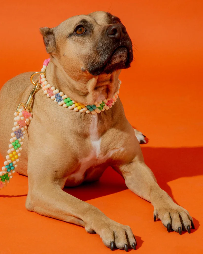 Broadway Beaded Dog Collar in Matinee (Made in the USA) - Image 7