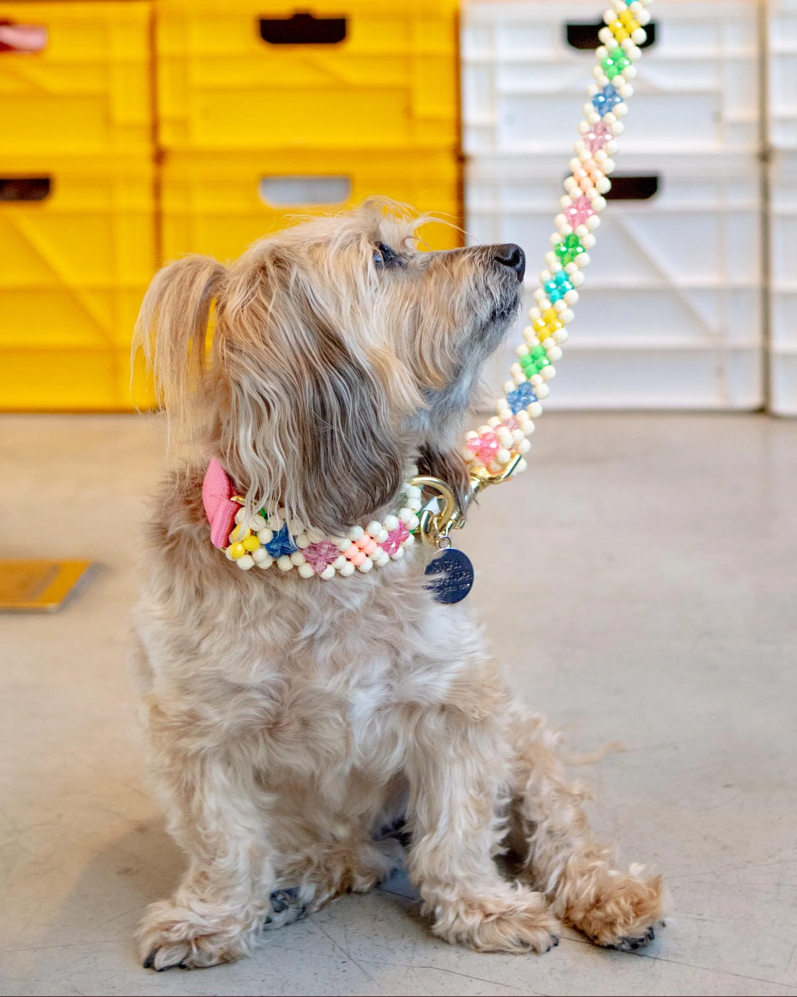 Broadway Beaded Dog Leash in Matinee (Made in the USA) - Image 4