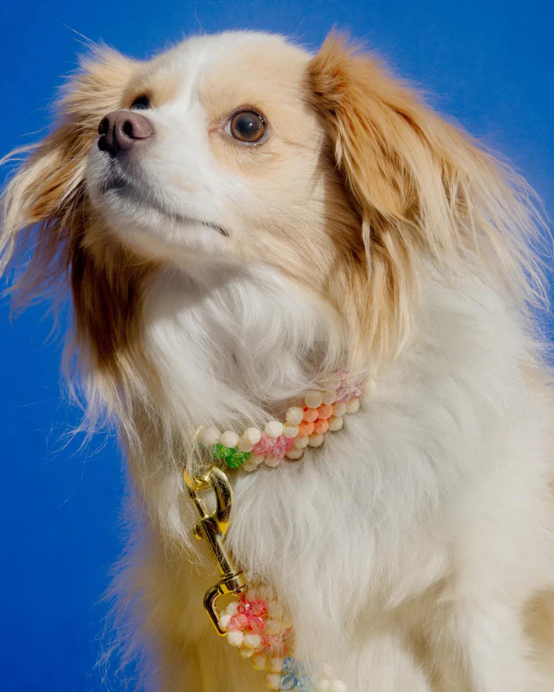 Broadway Beaded Dog Leash in Matinee (Made in the USA) - Image 6
