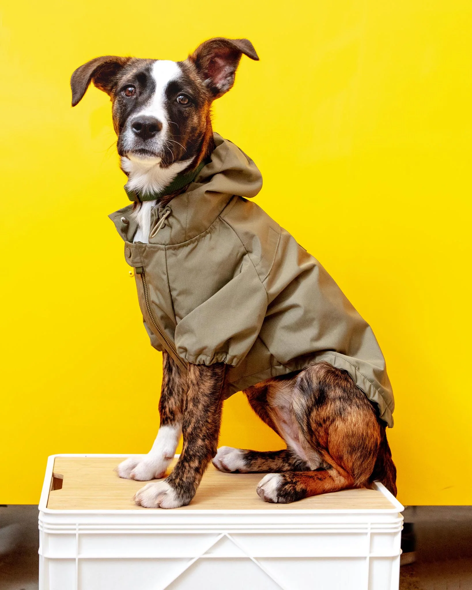 Brooklyn Nylon Water Resistant Dog Jacket (FINAL SALE) - Image 11