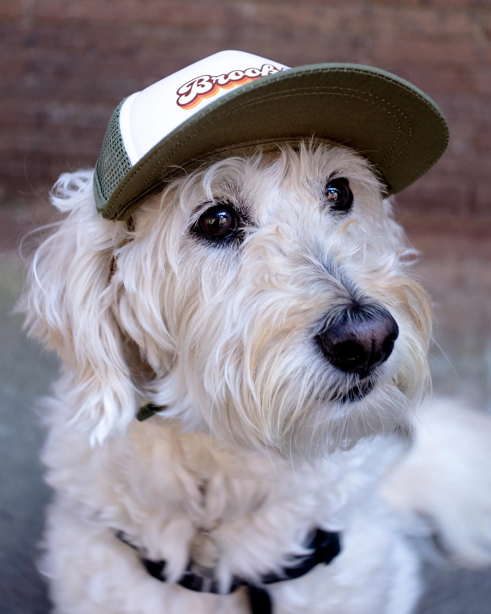 Brooklyn Pet Trucker Hat (DOG & CO. EXCLUSIVE) (FINAL SALE) - Image 3