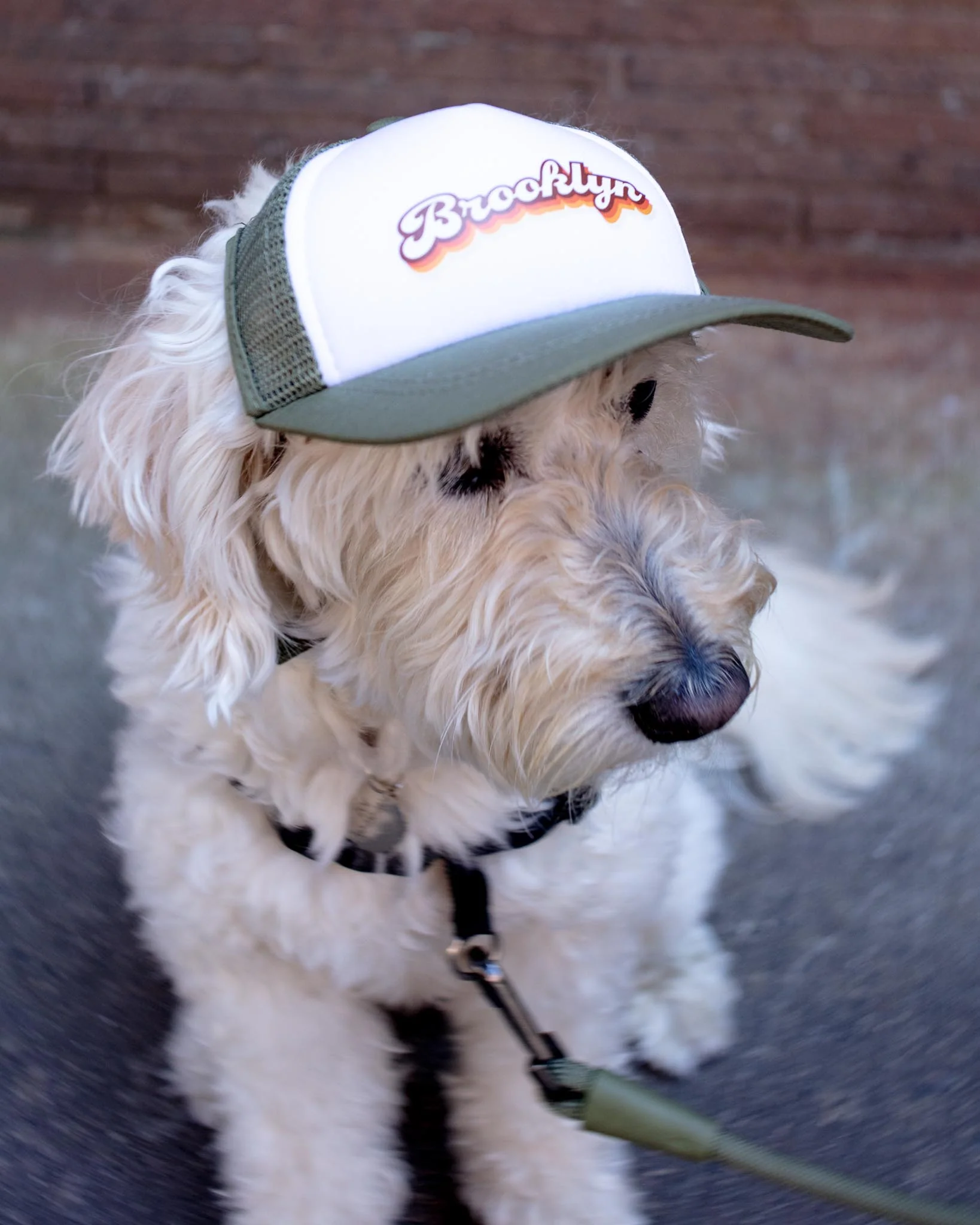 Brooklyn Pet Trucker Hat (DOG & CO. EXCLUSIVE) (FINAL SALE) - Image 4