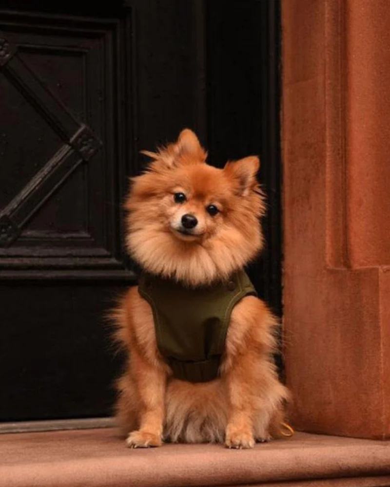 Brownie Waterproof Raincoat in Olive - Image 3