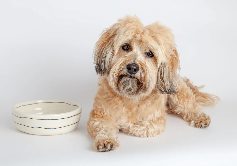 Dots Dog Bowl in Black + White (Dog & Co. Exclusive) - Image 8