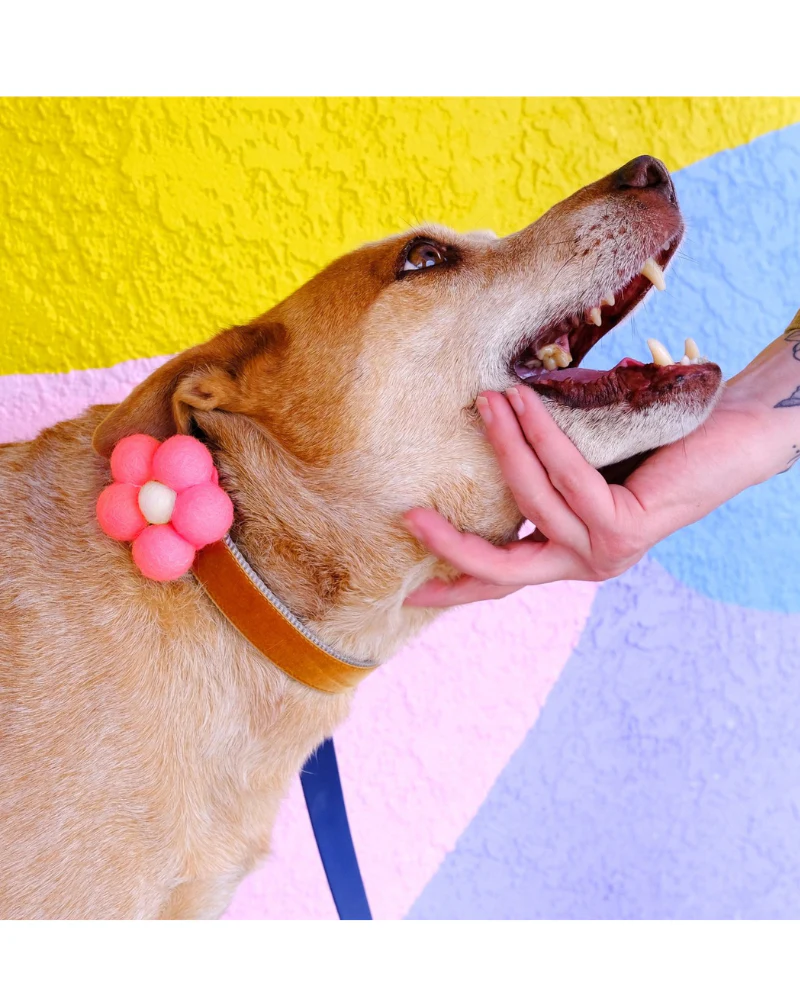 Bubble Dog Collar Flower in Pink (Made in the USA) - Image 4