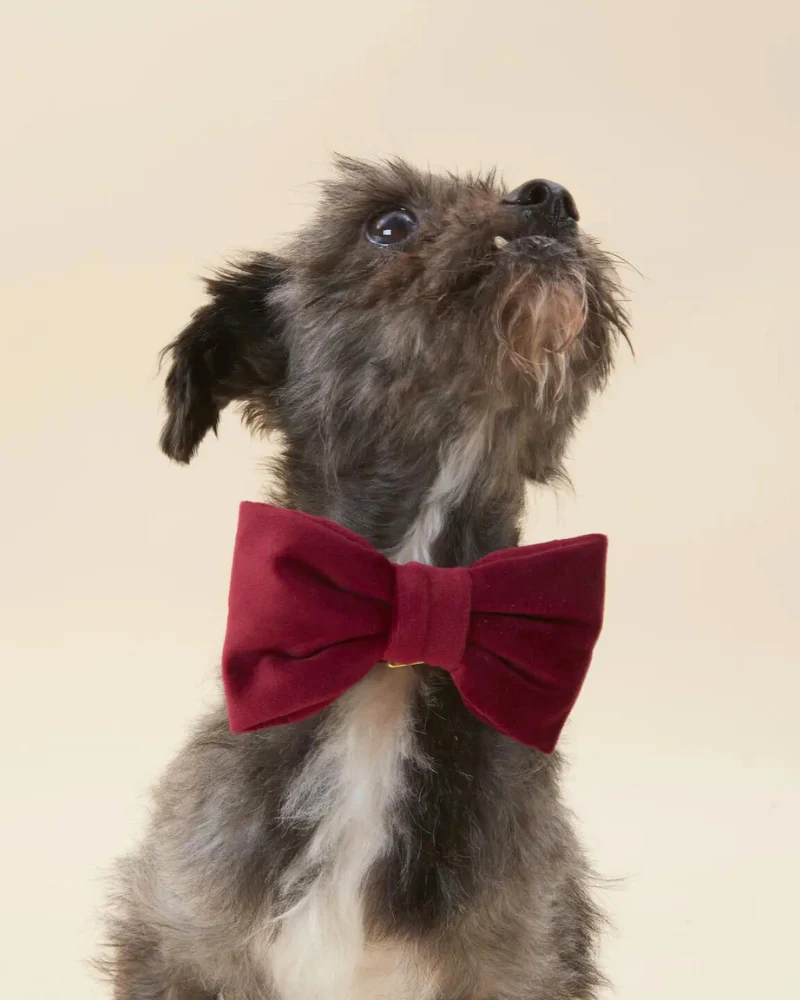 Burgundy Velvet Dog Bow Tie