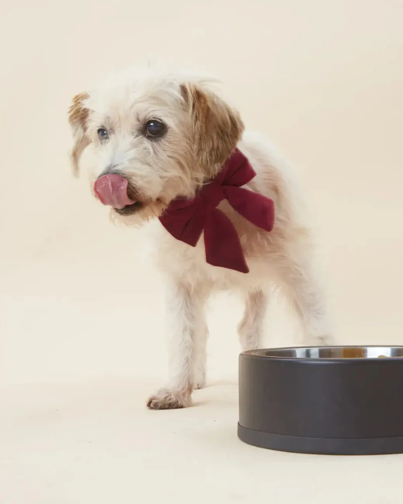 Burgundy Velvet Sailor Dog Bow Tie - Image 4