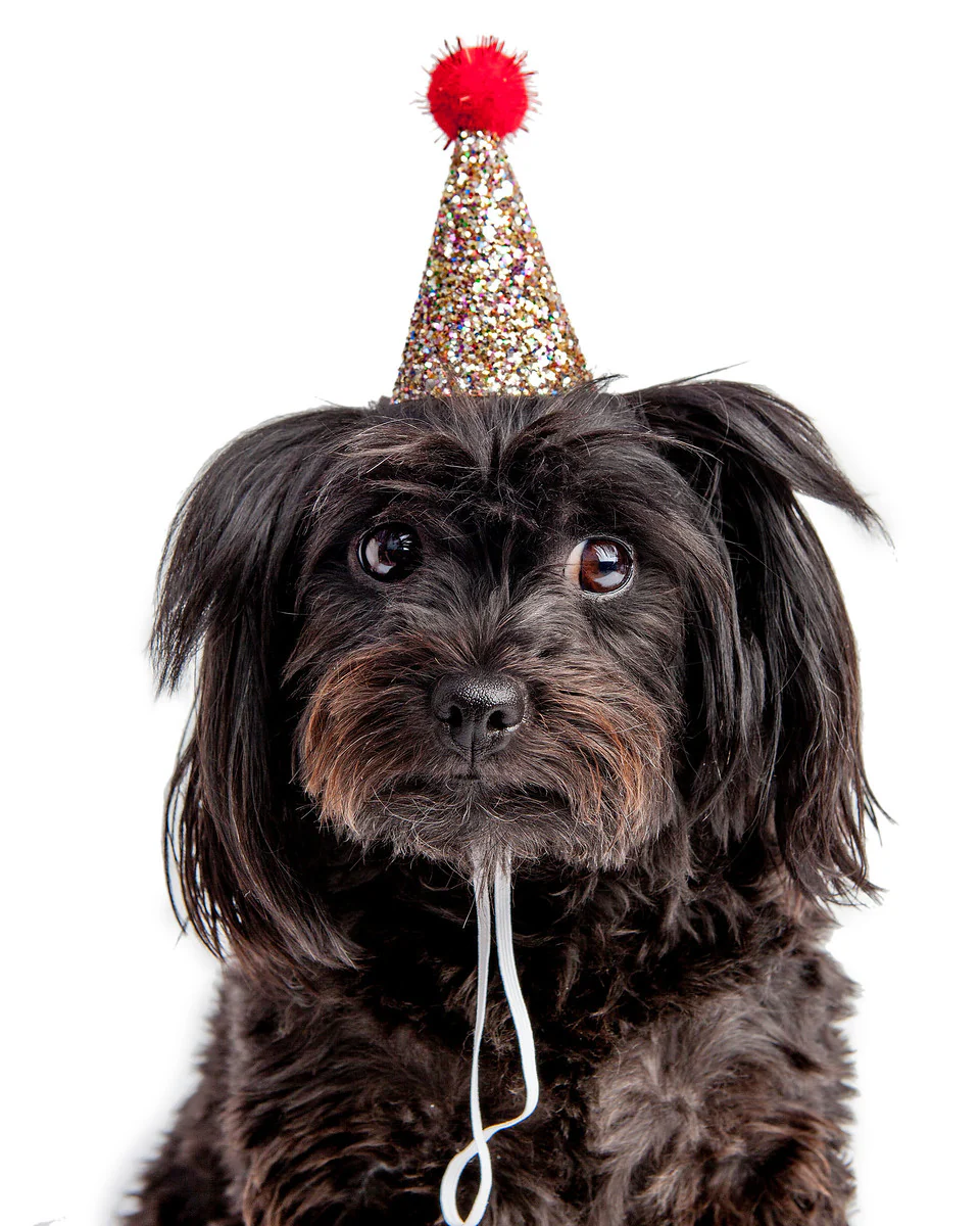 BUSTER'S PARTY SHOP | Confetti Glitter + Gold Pom Pom Mini Party Hat - Image 4
