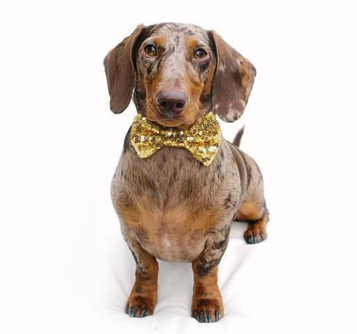 BUSTER'S PARTY SHOP | Gold Sequin Bow Tie