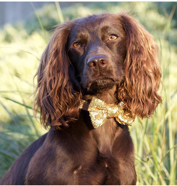 BUSTER'S PARTY SHOP | Gold Sequin Bow Tie - Image 2