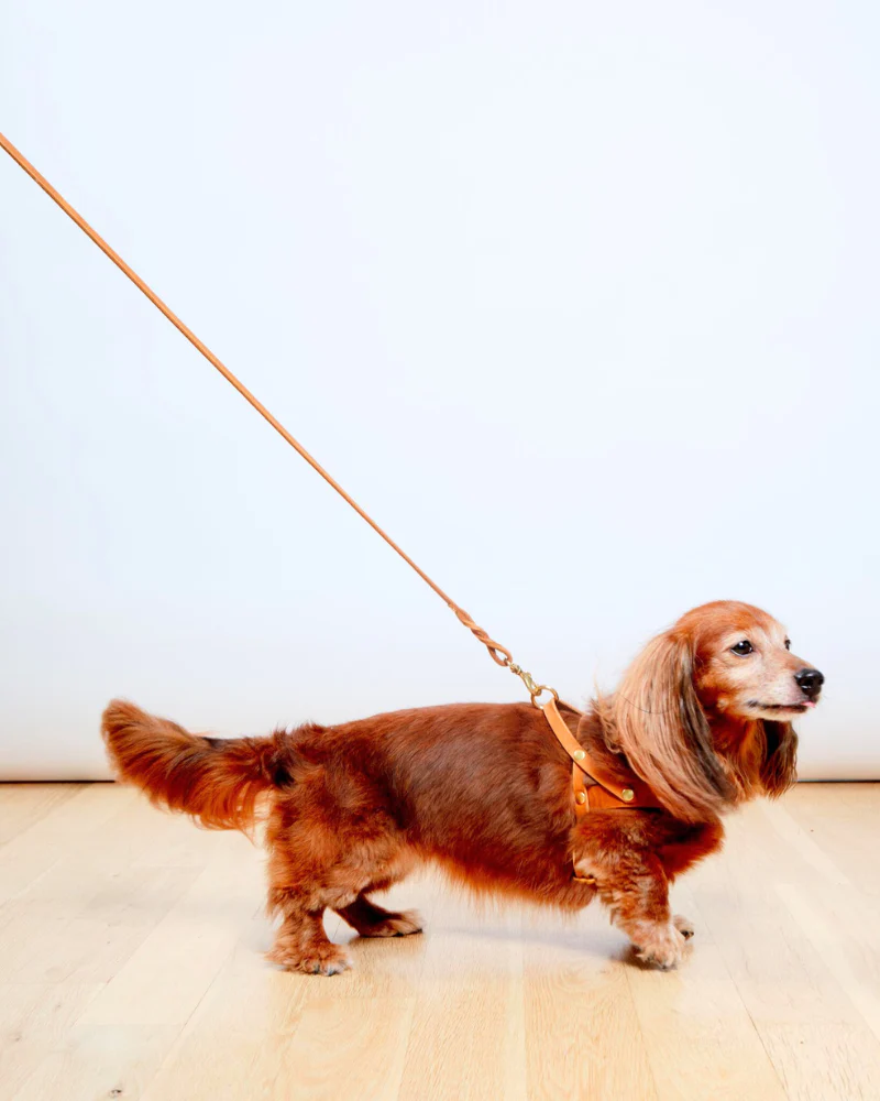 Butter Leather Dog Harness in Sahara Cognac (Made in Austria) - Image 4