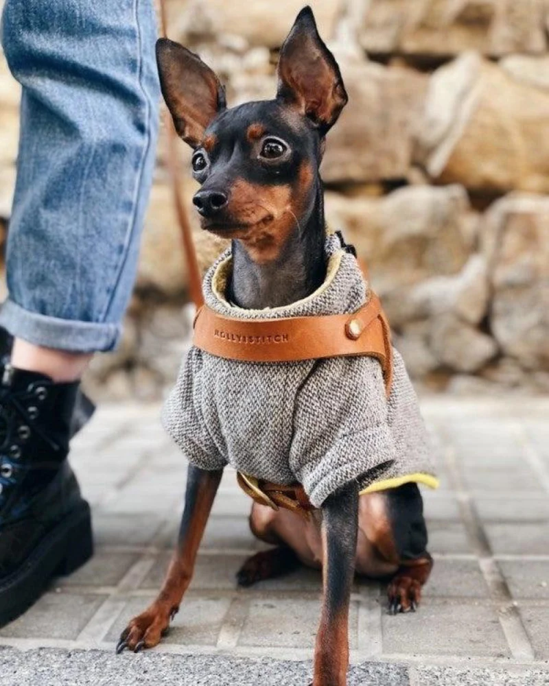 Butter Leather Dog Harness in Sahara Cognac (Made in Austria) - Image 5