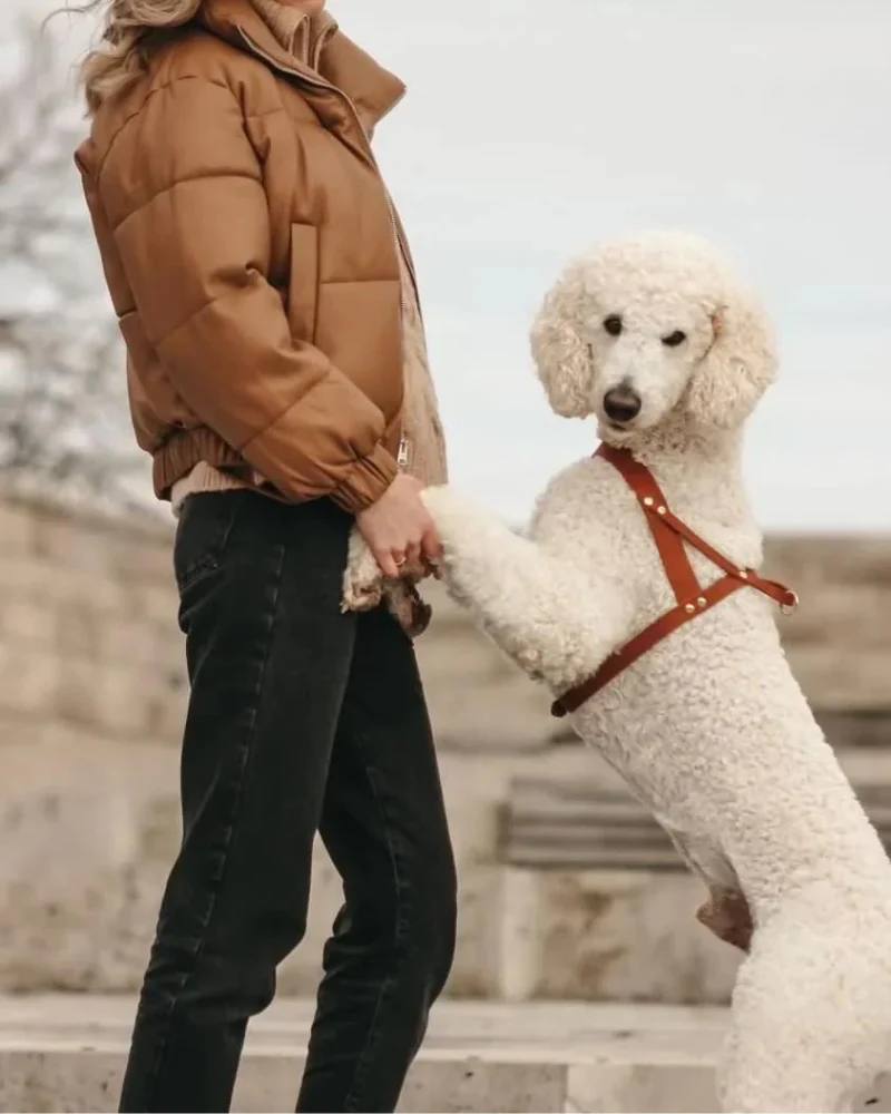 Butter Leather Dog Harness in Sahara Cognac (Made in Austria) - Image 6
