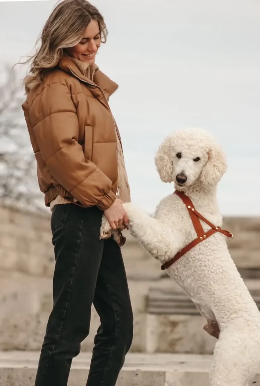 Butter Leather Dog Harness in Sahara Cognac (Made in Austria) - Image 8