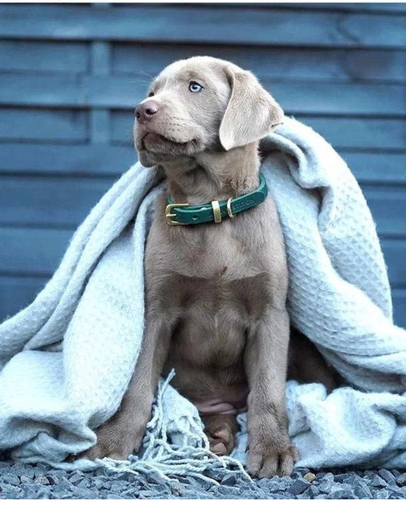 Butter Leather Dog Leash in Forest Green (Made in Austria) - Image 3
