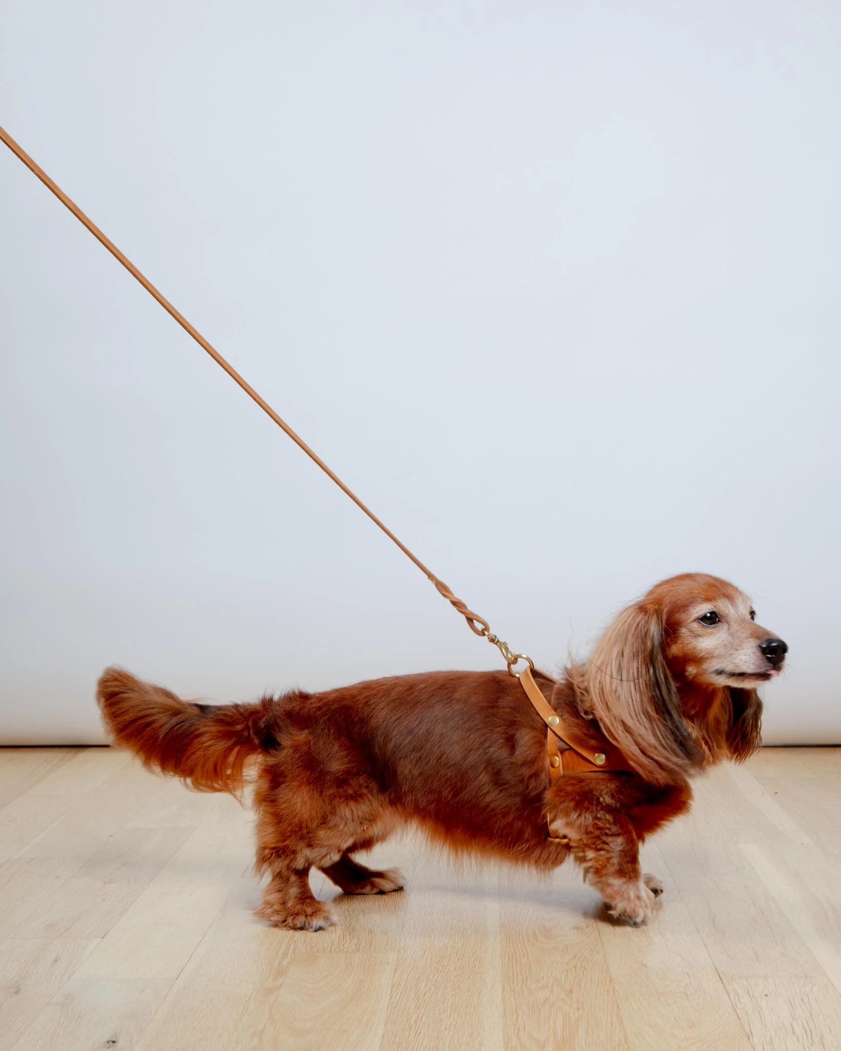 Butter Leather Dog Leash in Sahara Cognac (Made in Austria) - Image 3