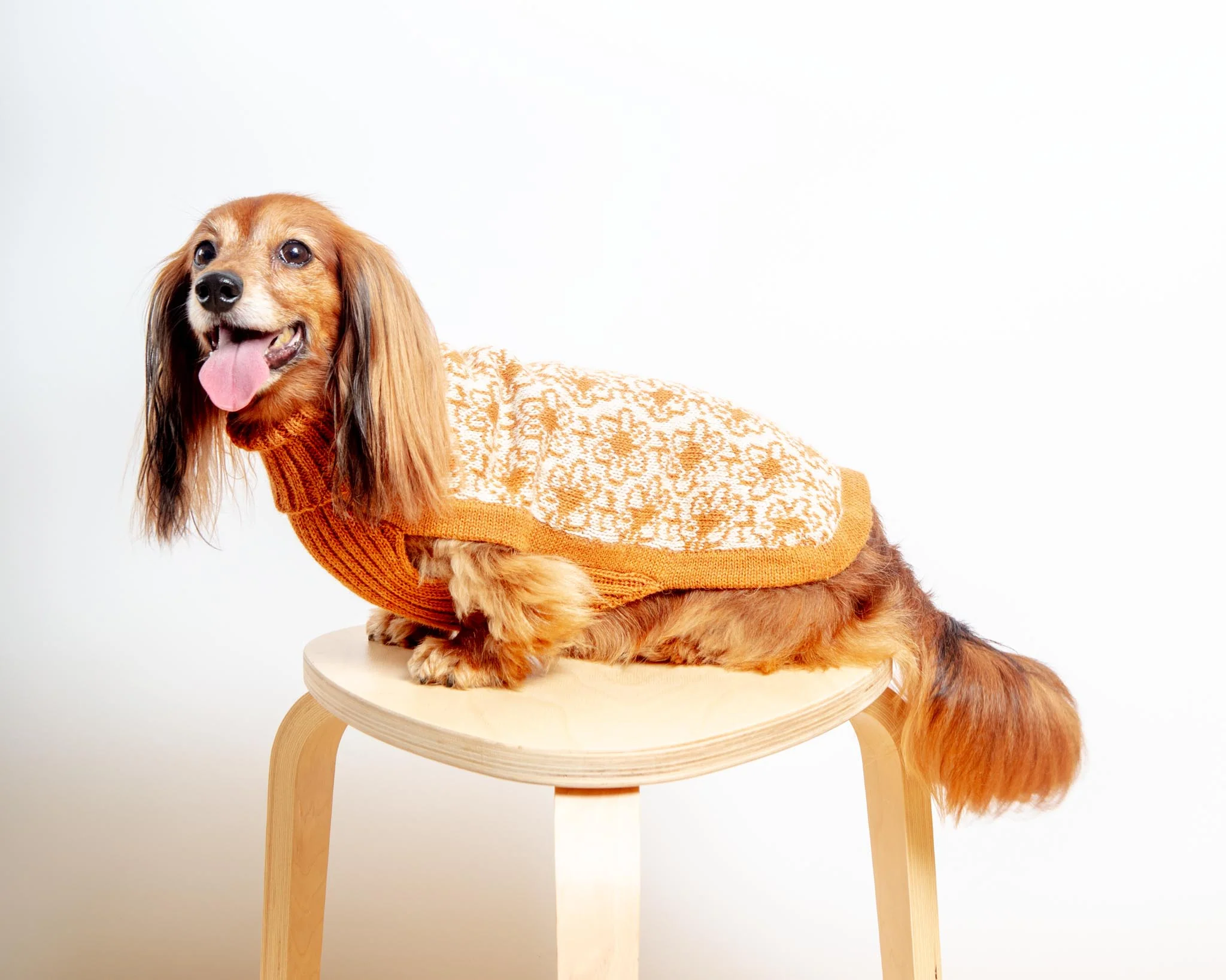 Buttercup Alpaca Dog Sweater (FINAL SALE) - Image 4