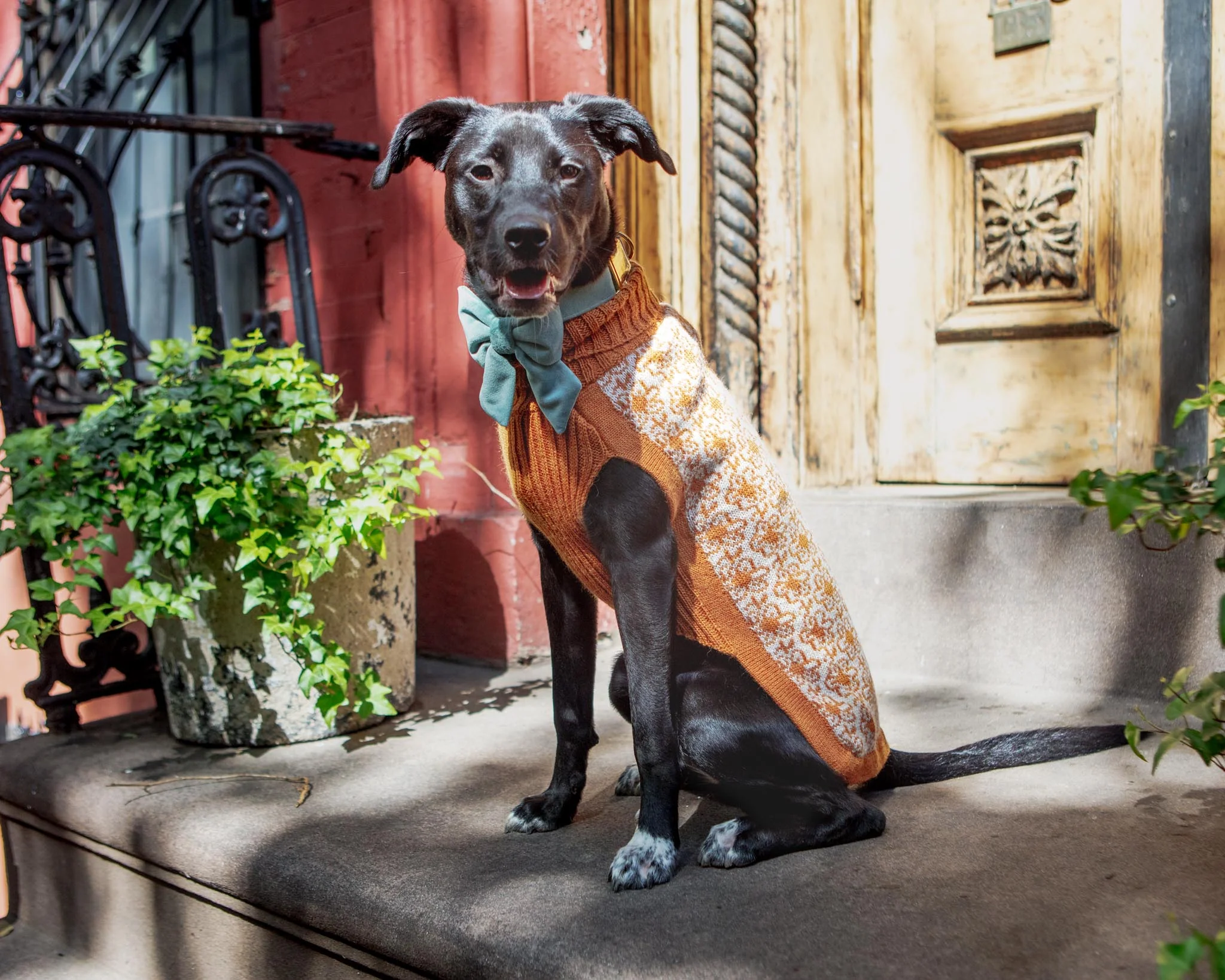 Buttercup Alpaca Dog Sweater (FINAL SALE) - Image 5