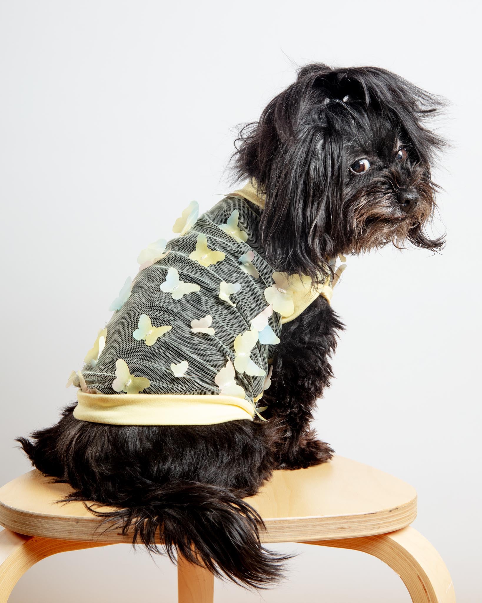 Butterfly Mesh Dog Shirt in Yellow Ombre (Made in the USA)