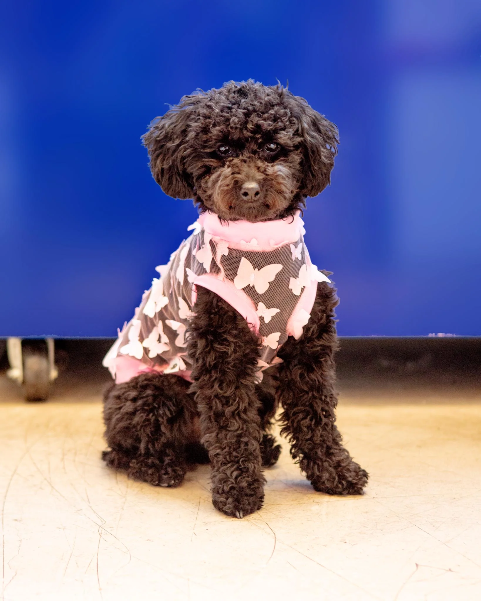 Butterfly Mesh Dog Shirt (Made in the USA) (FINAL SALE)