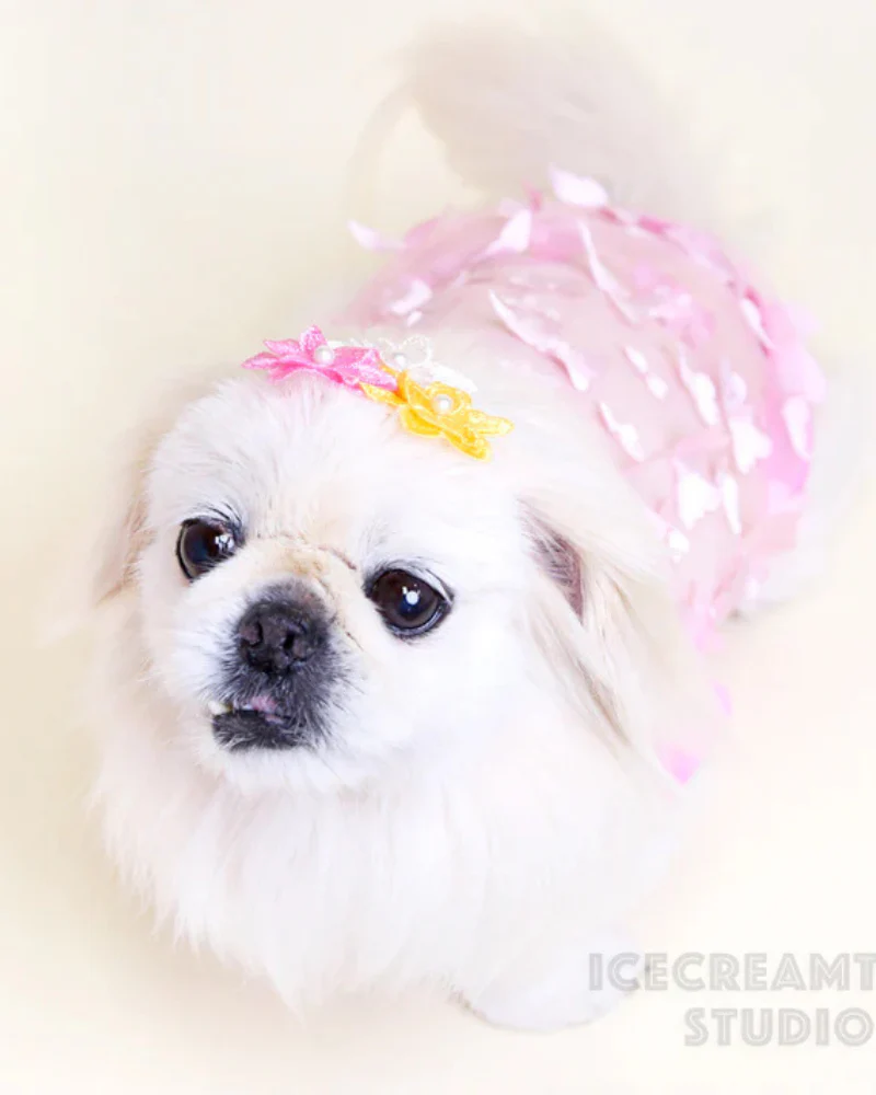 Butterfly Mesh Dog Shirt (Made in the USA) (FINAL SALE) - Image 13