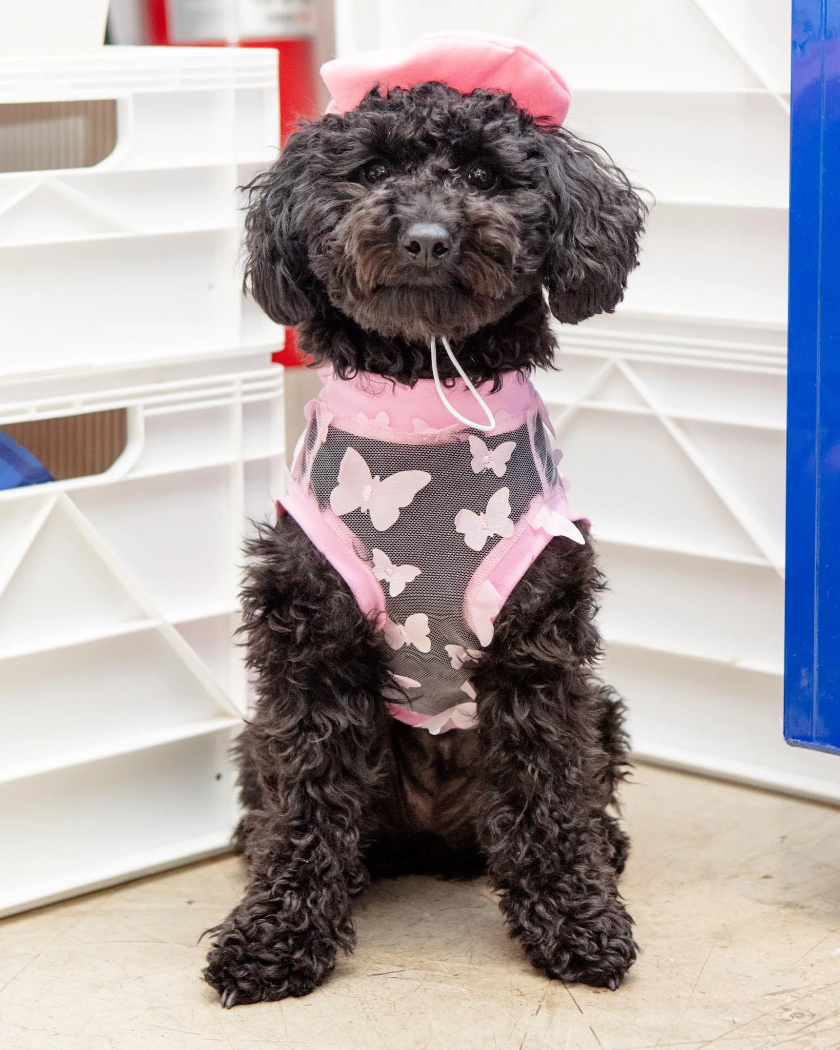 Butterfly Mesh Dog Shirt (Made in the USA) (FINAL SALE) - Image 5