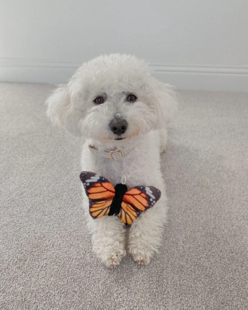 Butterfly Squeaky Dog Toy - Image 2