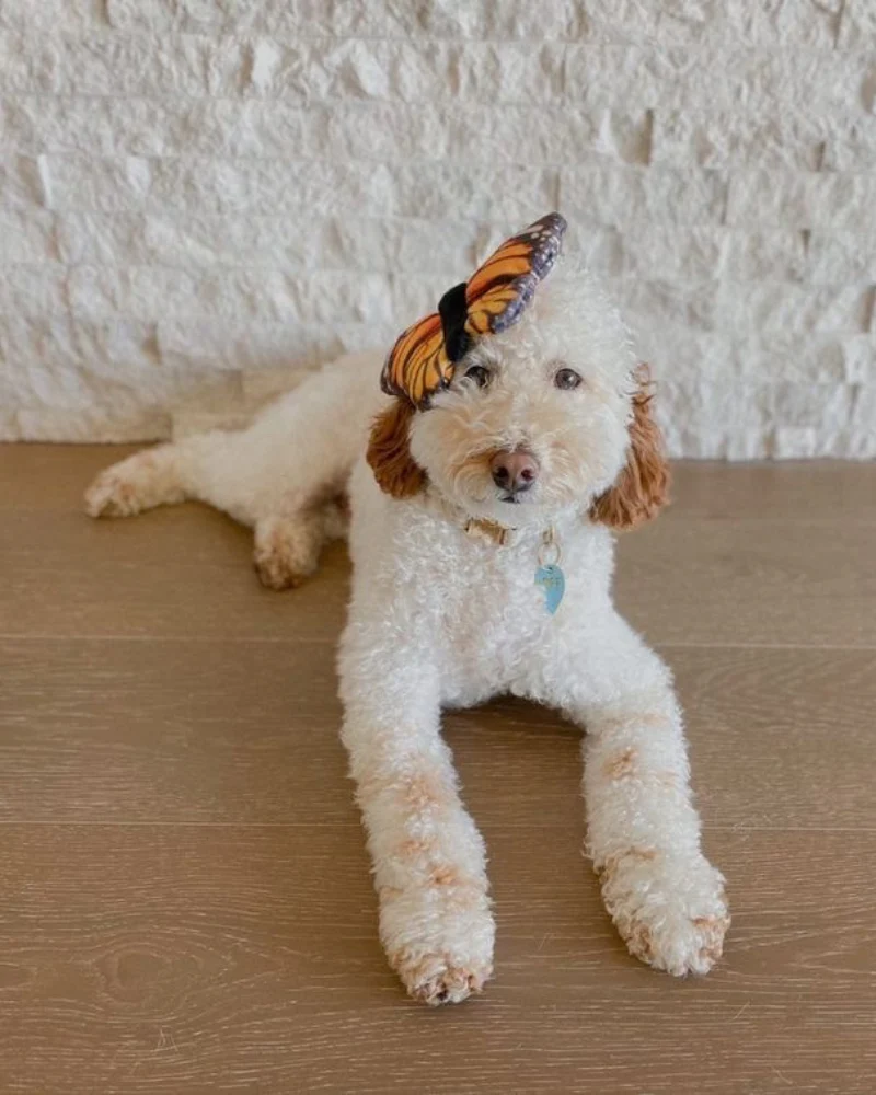 Butterfly Squeaky Dog Toy - Image 6