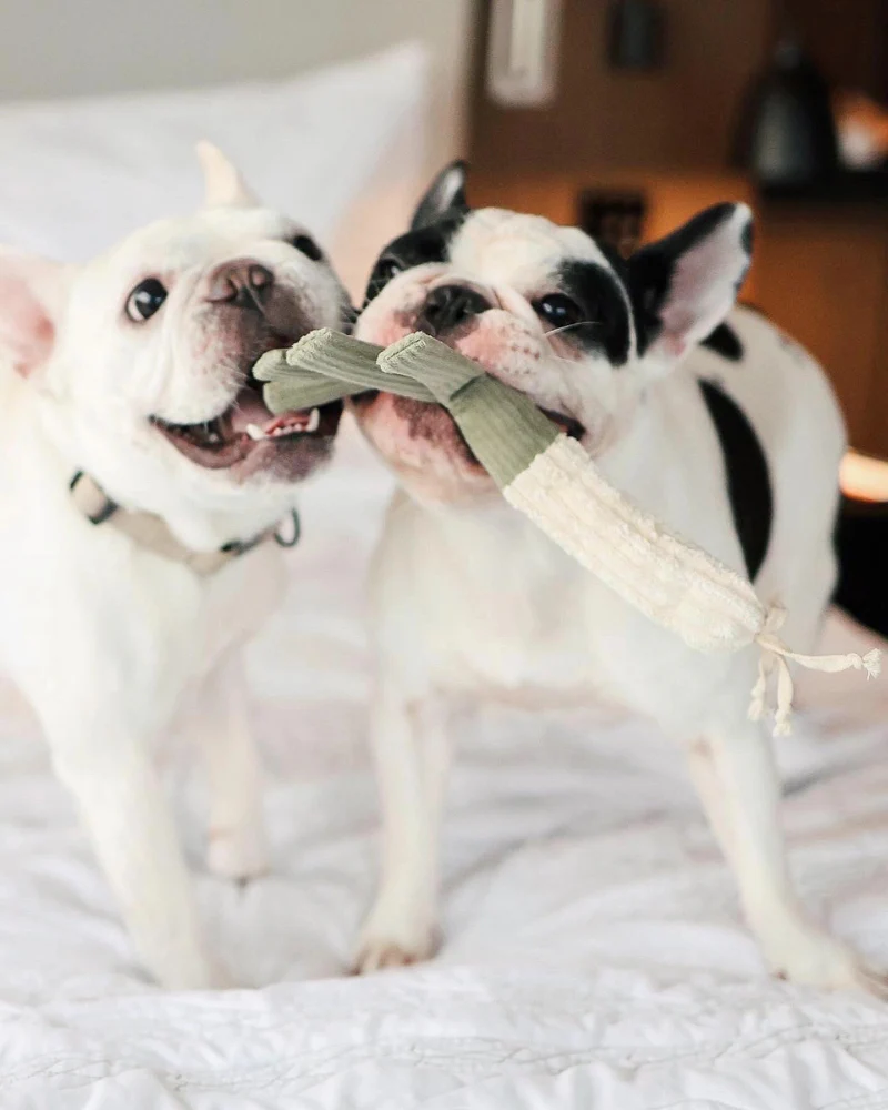 Leek Plush Squeaky Toy for Dogs - Image 3