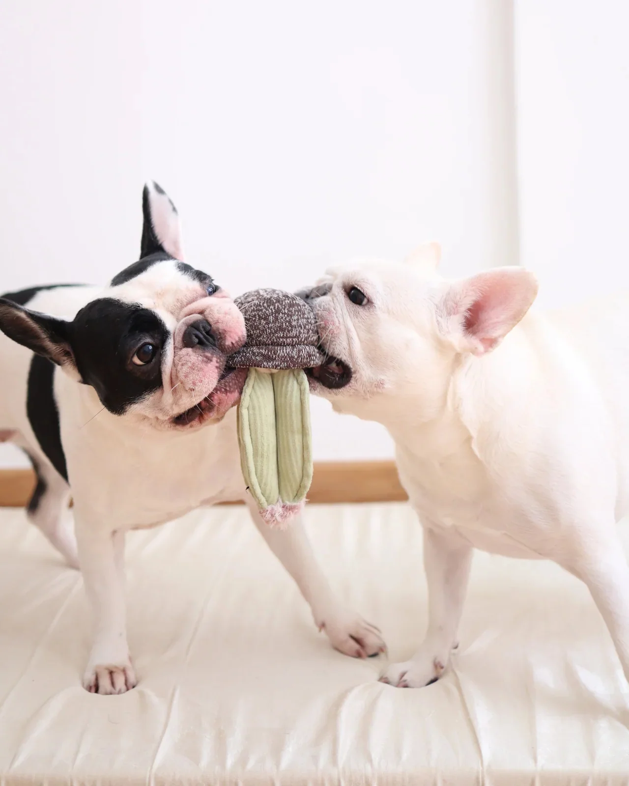 Cactus Interactive Squeaky Snuffle Dog Toy (FINAL SALE) - Image 4