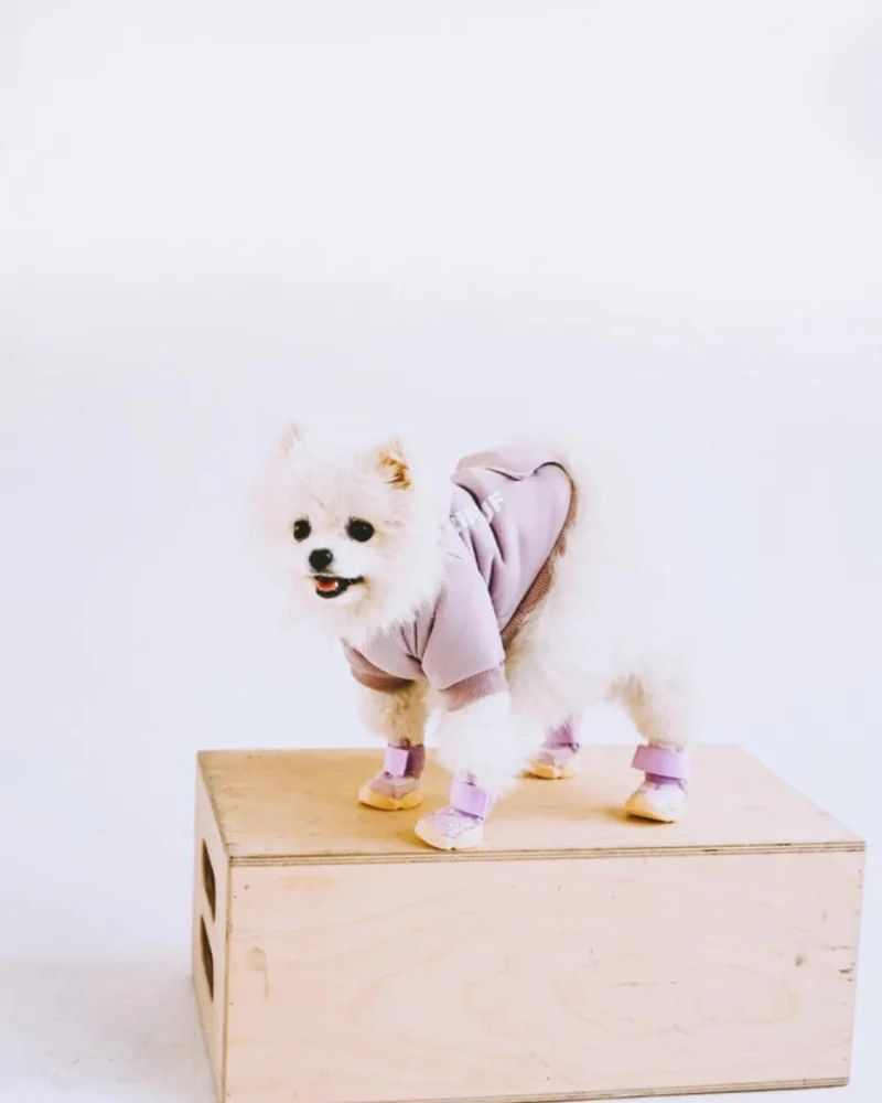 Caesar Dog Sneakers in Taro - Image 4