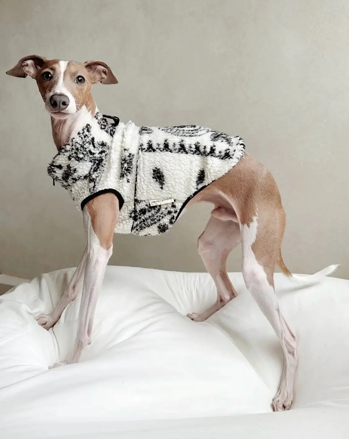 Paisley Camper Sherpa Dog Fleece (FINAL SALE) - Image 2