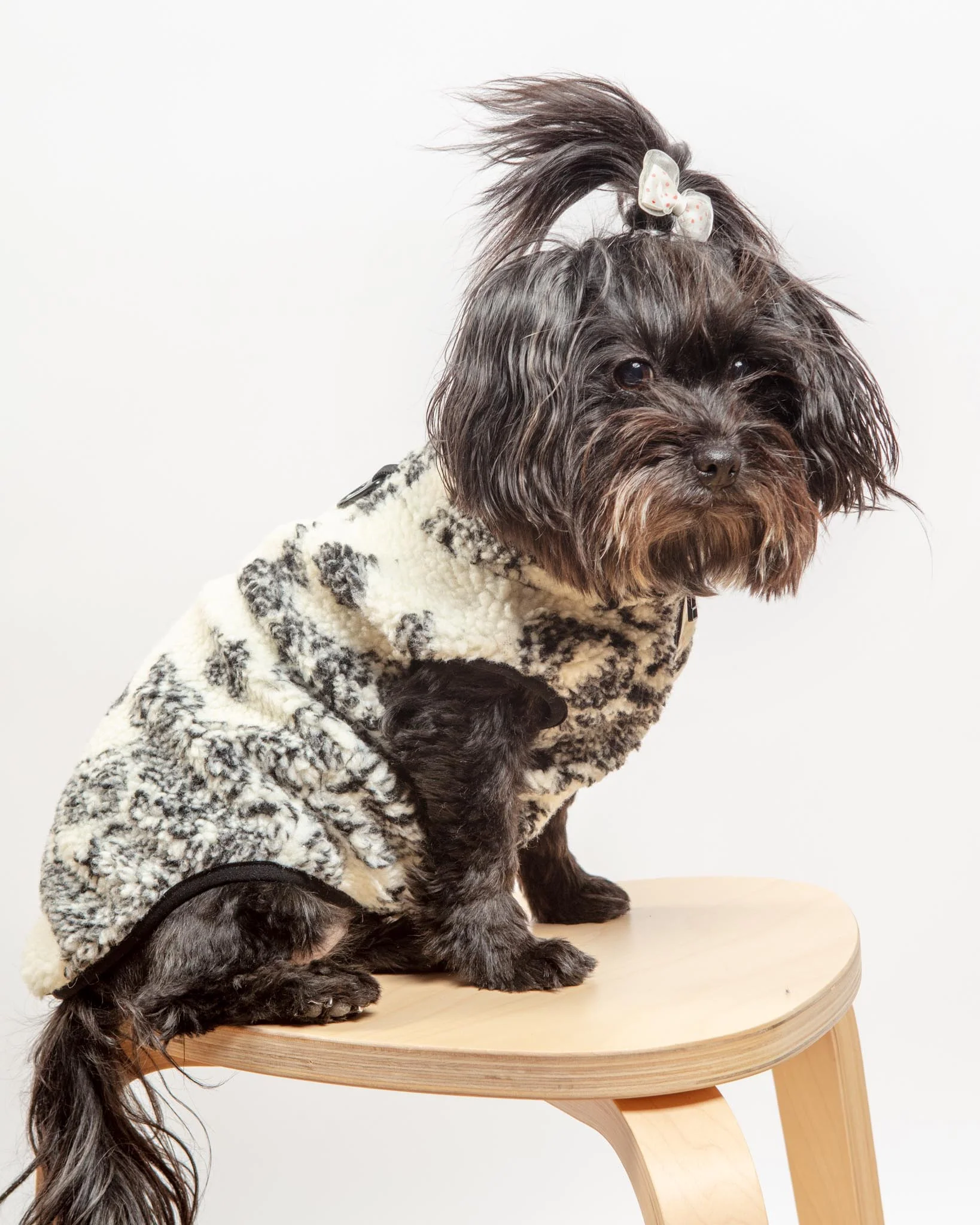 Paisley Camper Sherpa Dog Fleece (FINAL SALE) - Image 5