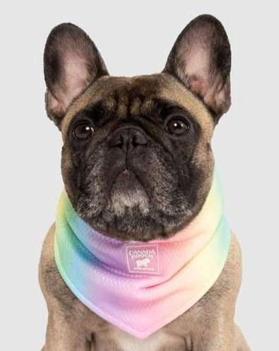Chill Seeker Cooling Dog Bandana in Rainbow << CLEARANCE >> - Image 2