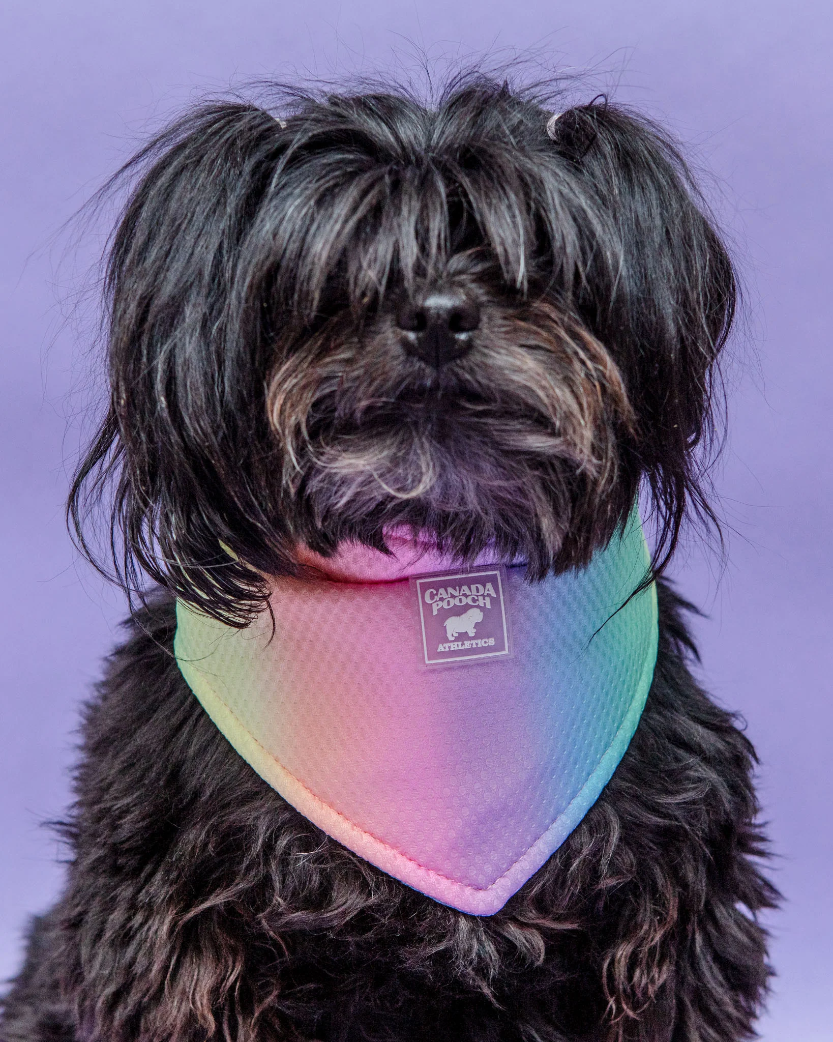 Chill Seeker Cooling Dog Bandana in Rainbow << CLEARANCE >> - Image 3