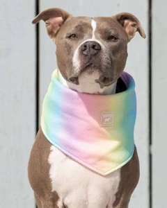 Chill Seeker Cooling Dog Bandana in Rainbow << CLEARANCE >> - Image 5