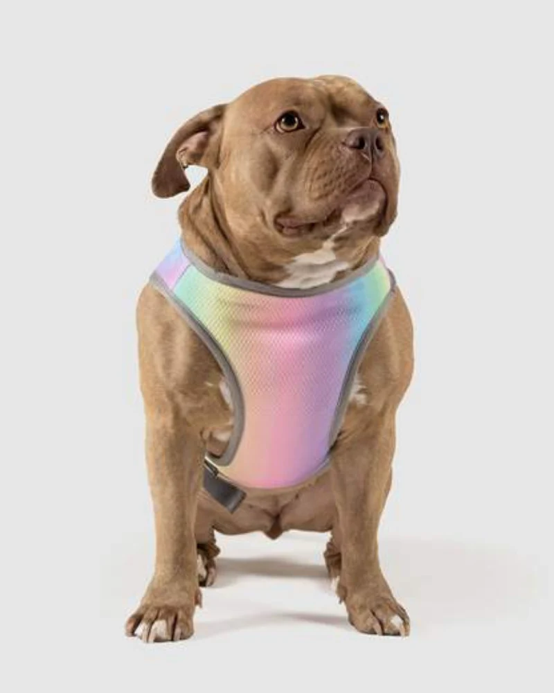 Chill Seeker Cooling Dog Vest in Rainbow << CLEARANCE >> - Image 4