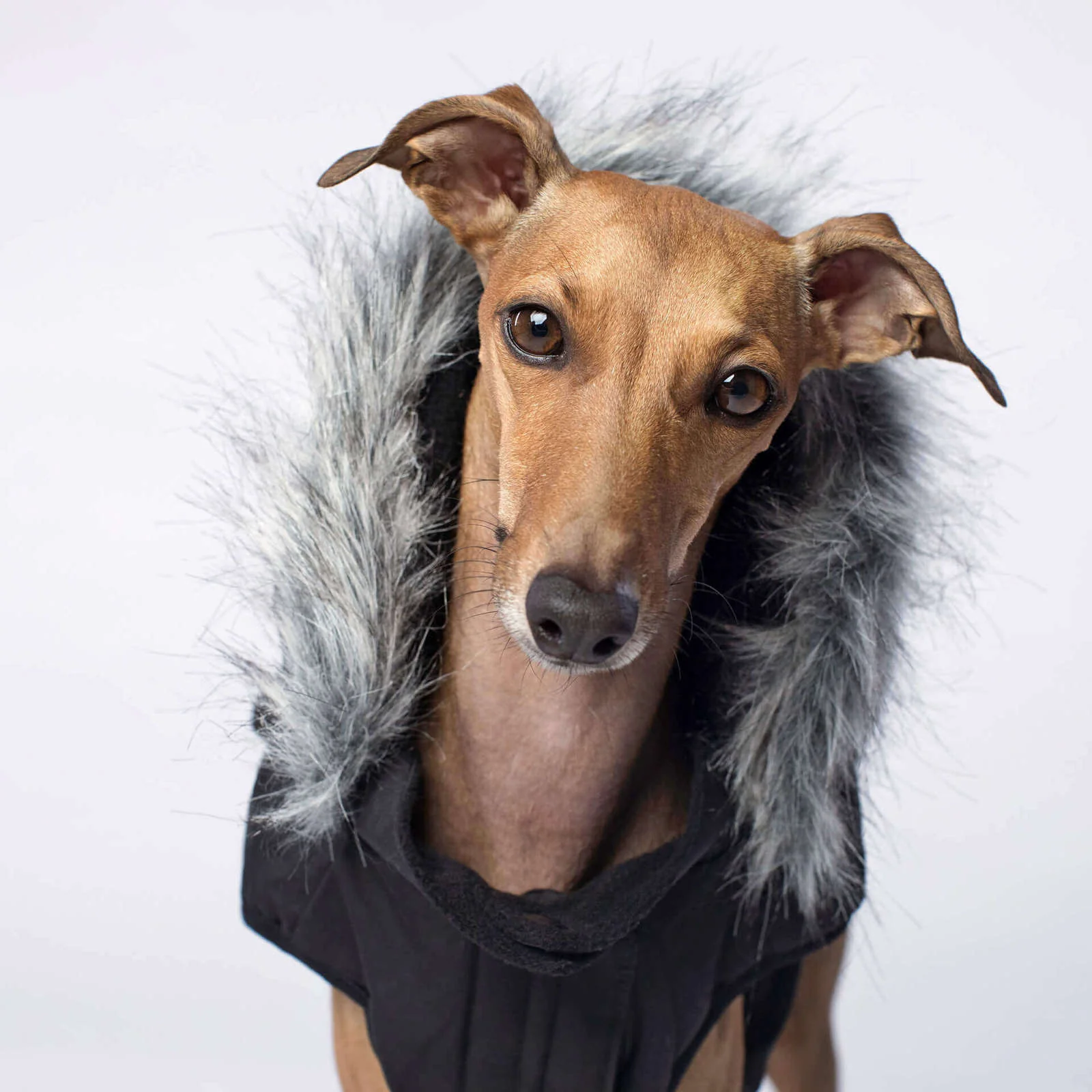 CANADA POOCH | Everest Explorer Vest in Black - Image 3