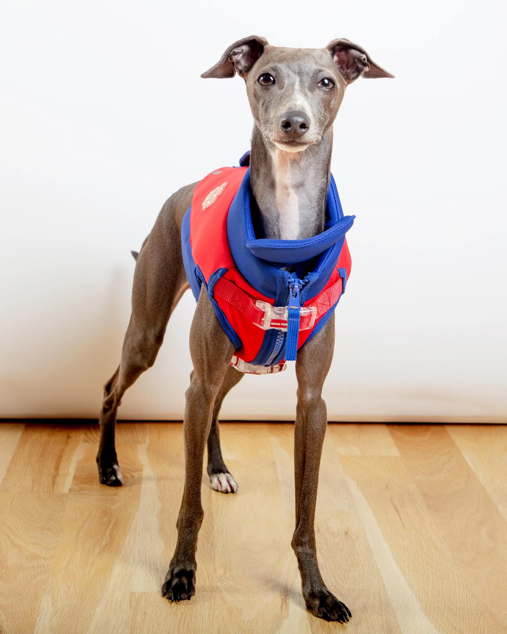 High Tide Dog Life Jacket in Blue & Red (FINAL SALE) - Image 7