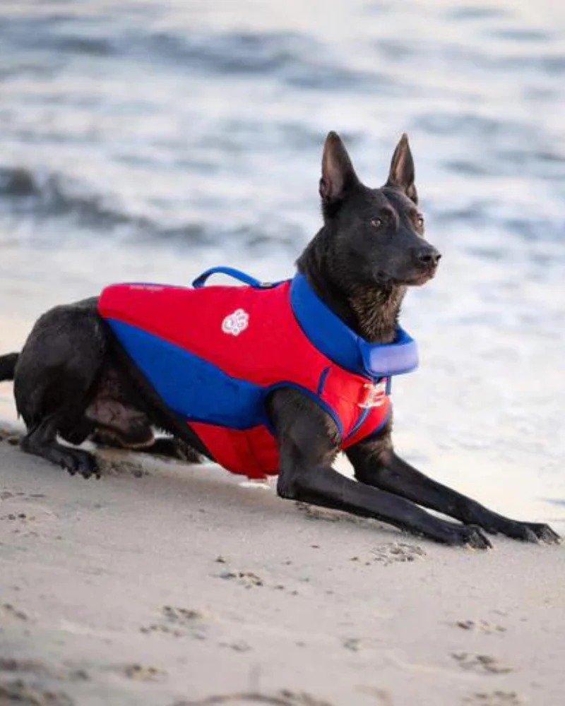 High Tide Dog Life Jacket in Blue & Red (FINAL SALE) - Image 8